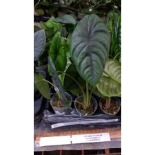 Alocasia puncakborneensis 1.7" B41 ps.Februar22