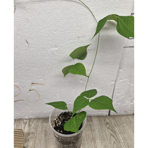 Пахиризус (Pachyrhizus)