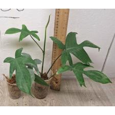philodendron pedatum 