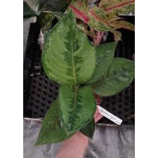 Aglaonema Reak Ngern 43/1