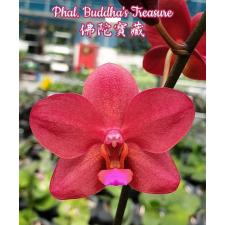 Phal. Buddha's Treasure 2.5" B25 octob