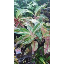 Aglaonema Kwak Maha Mongkol 47
