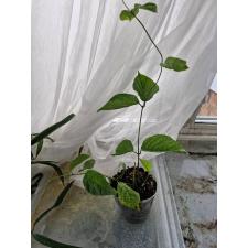 Clerodendrum splendens 'Pure Red' pot