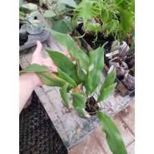 Pyrrosia sp.(T01)(white hair leaf) 285