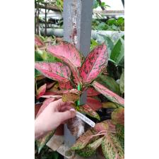 Aglaonema valentine 55