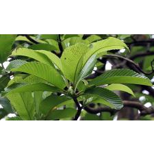 Dillenia indica (green leaf) 70