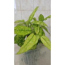 Аглаонема Чао Муенг Рач / Aglaonema Chao Mueng Rach