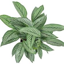 Calathea Vittata 450р
