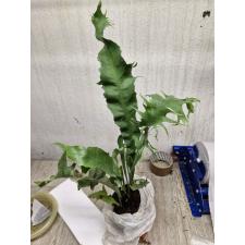 Polypodium ‘Boyton Beach’  3200р