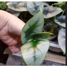 Alocasia reversa  January