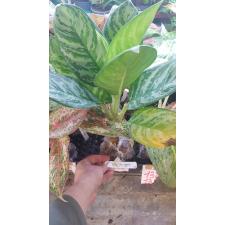 Aglaonema Thong Nithi 136