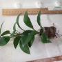 Hoya lacunosa var. pallidiflora (big leaf) Pink