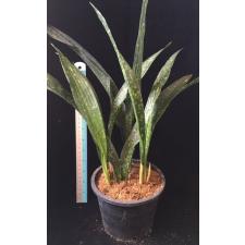 Aspidistra sp.(T15) Gold Dust 178