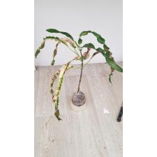 Codiaeum Pra Luk уценка 1500р