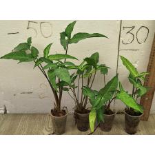 Сингониум суженный / Syngonium Angustatum