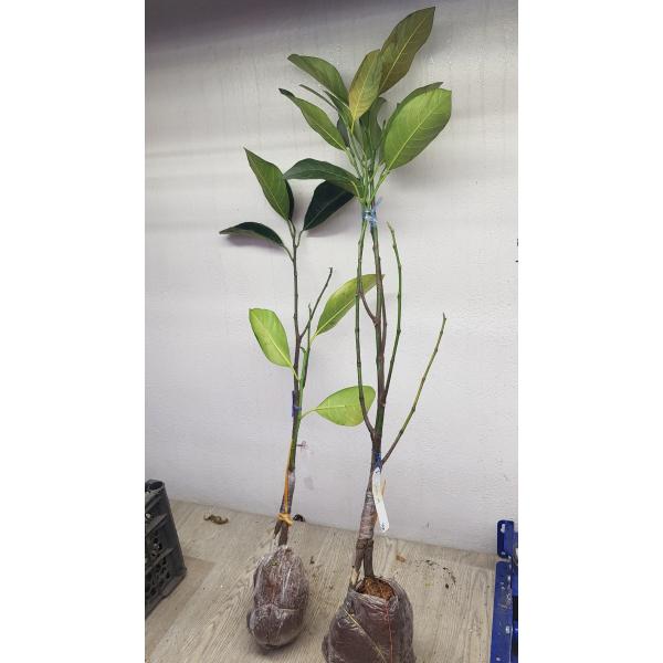 Артокарпус разнолистный ‘Кхао Мук Сиам’ (привитый, белая мякоть) / Artocarpus heterophyllus 'Khao Mook Siam' (grafted)(white fleash)