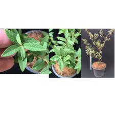 Псидиум супер карликовый (не волнистый лист) / Psidium Super Dwarf (not wavy leaf)