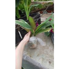 Phal. Pearl Beauty (variegata)  B40     3,5     mart