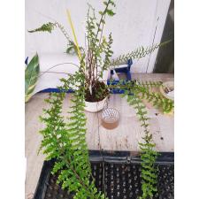 Nephrolepis falcata 'Mermaidtail'  pot белый по 3500