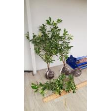 Аглайя одората варегатная / Aglaia odorata variegated 2A