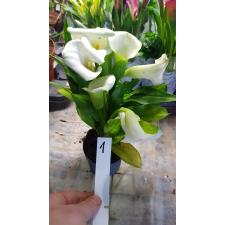 Zantedeschia 1