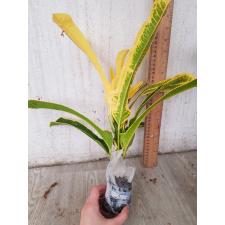 Codiaeum A8 Boston