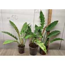 philodendron ring of fire