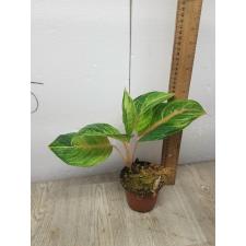 Aglaonema NEW18 Duang pa rich pot