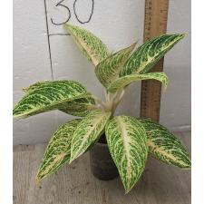 Aglaonema Legacy - white A-109