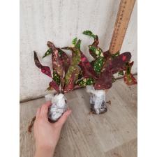 Codiaeum A27 Luke gum phang phetch