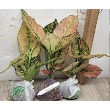 Аглаонема Камкун номер 2 / Aglaonema Kamkoon no.2 A-139