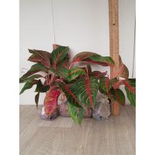 Aglaonema Amnat Jaren A-18