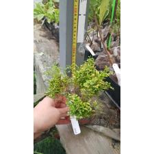 Murraya micro (golden leaf) 366/1