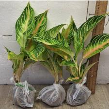 Аглаонема Панама розово-персиковая. / Aglaonema Panama - Pink peach A-95