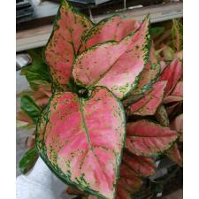 Aglaonema P-29 Anyamane Rose