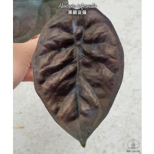 Alocasia infernalis 2.5" A1 ps.Februar22