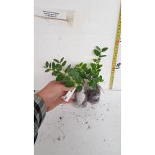 Carissa carandas Dwarf (Japan) 203
