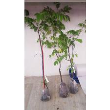 Averrhoa carambola 'B17' (grafted 2500р