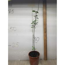 Psidium guajava (red leaf) 234