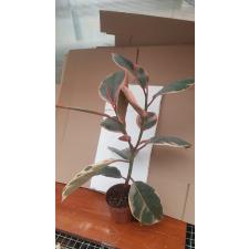 Ficus Elastica 'belize' 12 см горшок