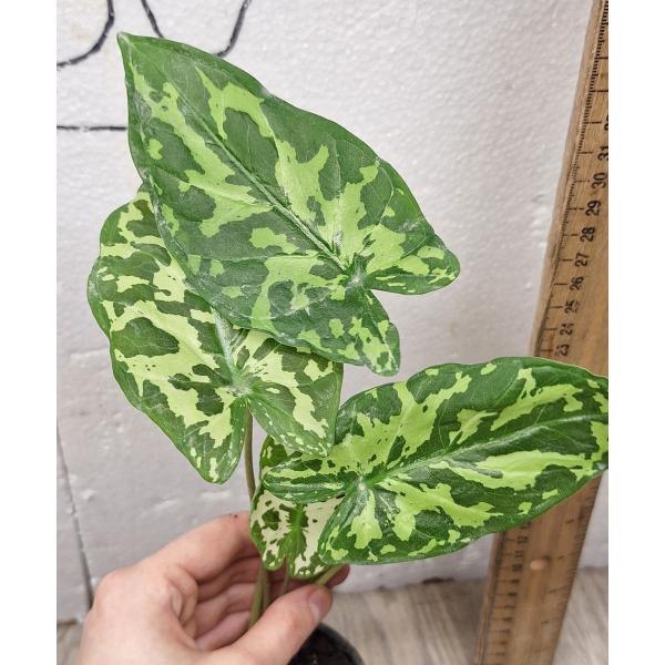 Alocasia Hilo Beauty (Xanthocaladium Hilo Beauty) 