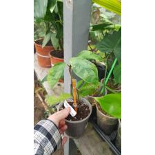 Elatostemma sp.(T03) 136