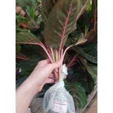 Aglaonema T11 Sombat Siam green