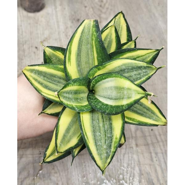 Sansevieria golden Hahnii