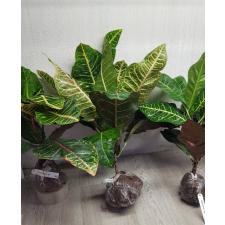 Codiaeum Tri Noosara 79/1 