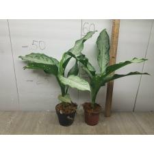 Dieffenbachia Udomsub (silver form).