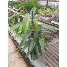 Ficus Amstel King 17 cm pot