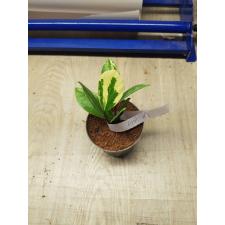 Zamioculcas zamifolia short leaf  4  по 2500р