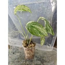 Amydrium zippelianum variegated - Epipremnum sp.(T02) variegated стакан д