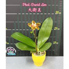 Фаленопсис «Дэвид Лим» / Phal. David Lim